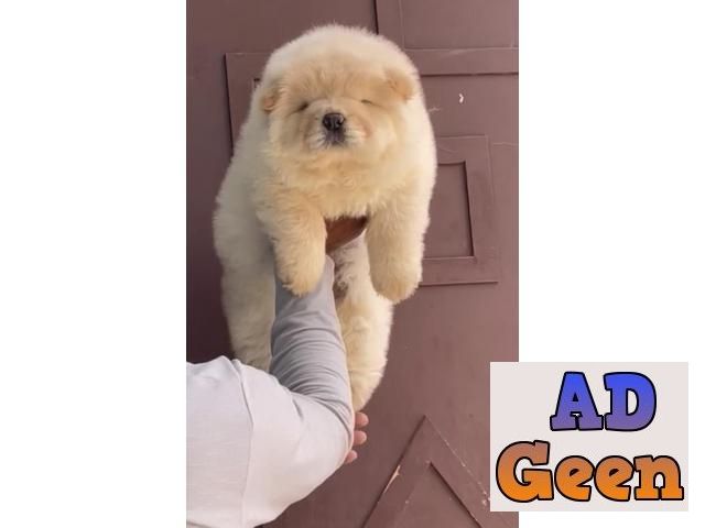 used Chow chow puppies are available for new home for sale 
